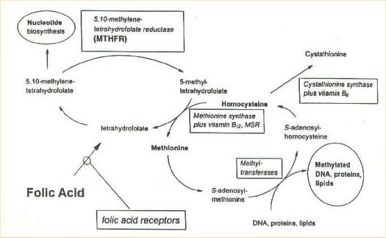 folate metabolism cycle