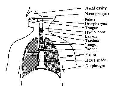Sketch of respiratory system